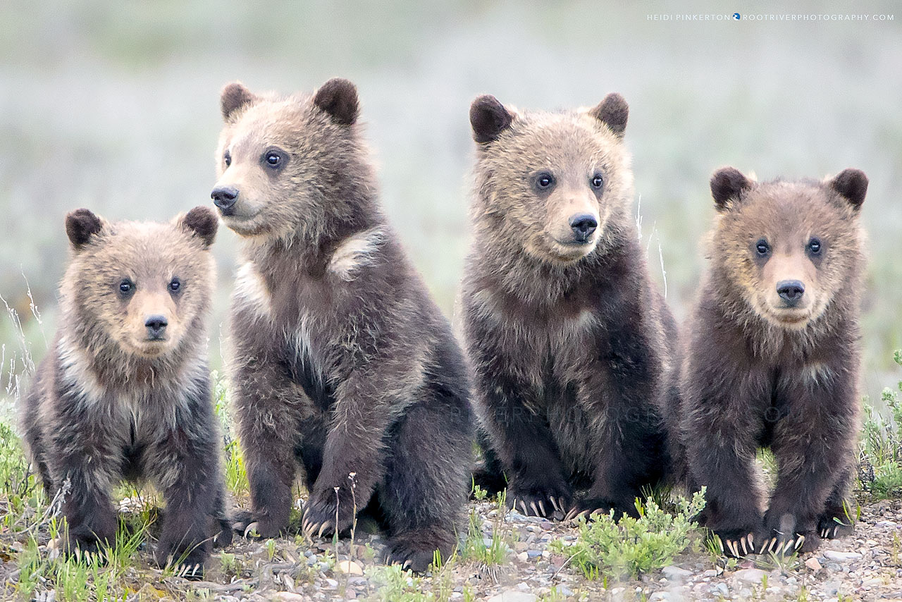 Grizzly Bear 399 and her four cubs of the year 2020 HEIDI'S BLOG