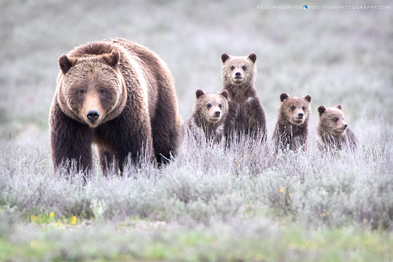 Grizzly Bear #399 and her four cubs of the year 2020 – HEIDI'S BLOG